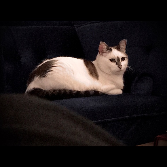 Meet your Posher, Penny - Picture 5 of 8